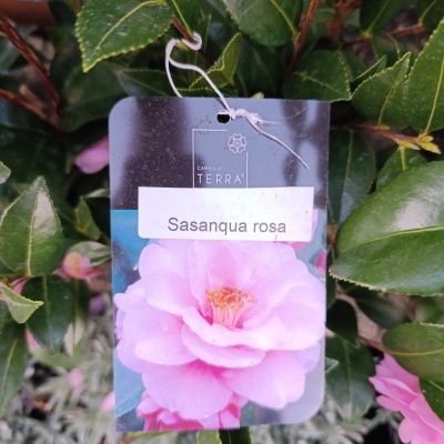 Camellia Sassanqua