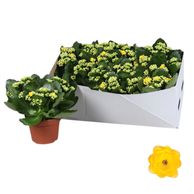 Kalanchoe Calandiva Rosalina