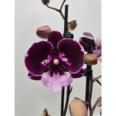Orquidea Phalaenopsis