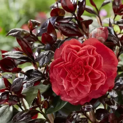 Camélia japônica 'Femme Fatale"