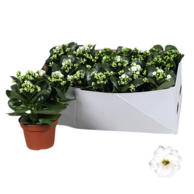 Kalanchoe Calandiva Rosalina