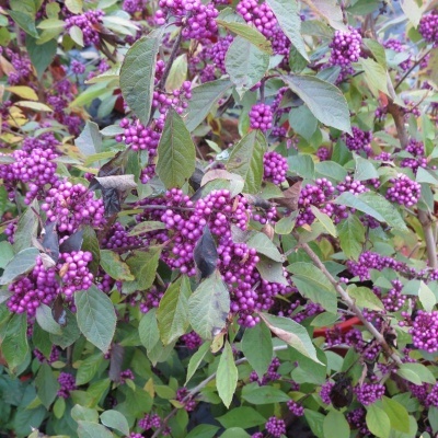 Callicarpa bodinieri Profusion