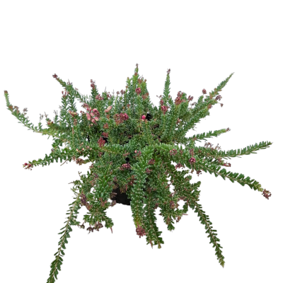 Grevillea lanigera "Mt Tamboritha"