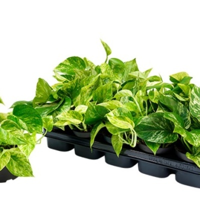 Epiprenum Marble Queen