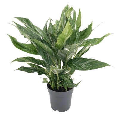 Spathiphyllum Diamond
