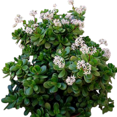Crassula Ovata