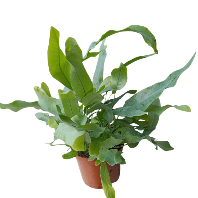 Phlebodium aur Blue Star azul