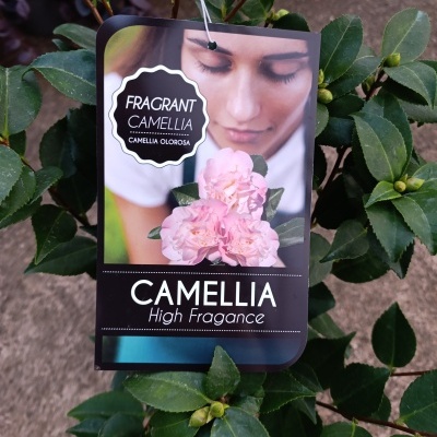 Camélia lutchuensis Perfumada