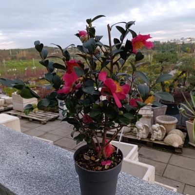 Camellia Sassanqua