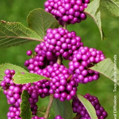 Callicarpa bodinieri Profusion