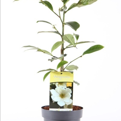 Magnólia Fairy Lady Cream