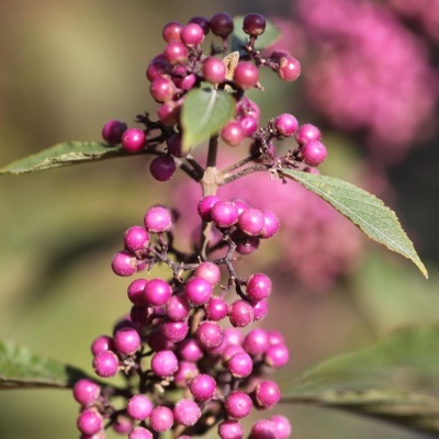 Callicarpa bodinieri Profusion