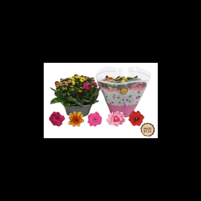 Kalanchoe Calandiva Rosalina