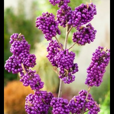 Callicarpa bodinieri Profusion