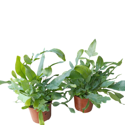 Phlebodium aur Blue Star azul