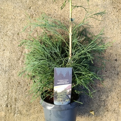 Chamarcyparis law. Drooping solo