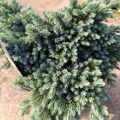 Junípero Squamata blue stat