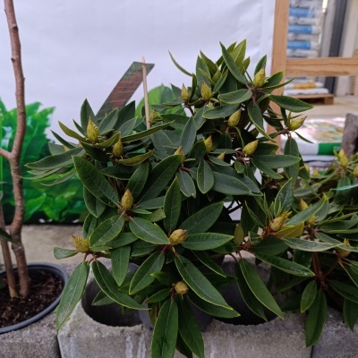 Rhododendron