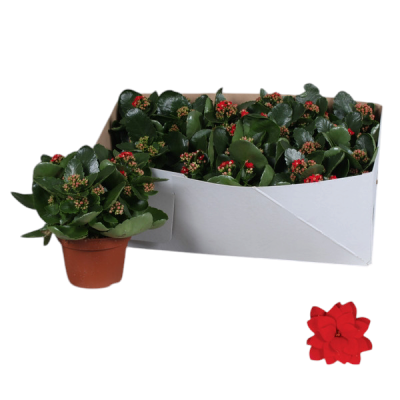 Kalanchoe Calandiva Rosalina