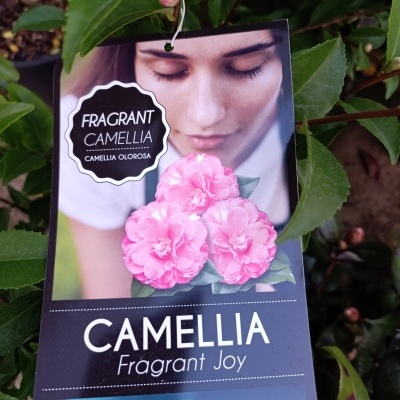 Camélia lutchuensis Perfumada