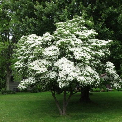Cornus kousa chinensis