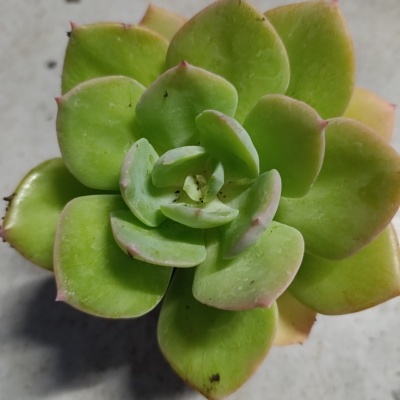 Echeveria Setorum Victor