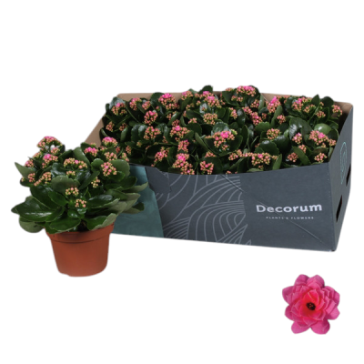 Kalanchoe Calandiva Rosalina
