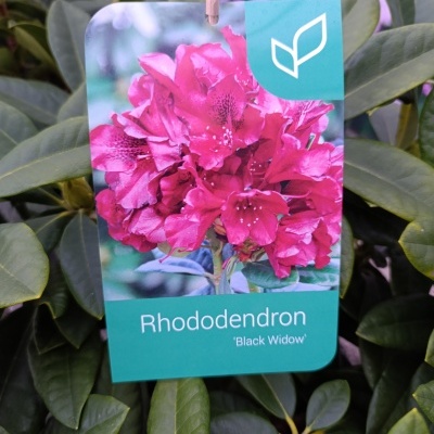 Rhododendron