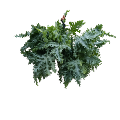 Phlebodium aureum ‘Blue Star’