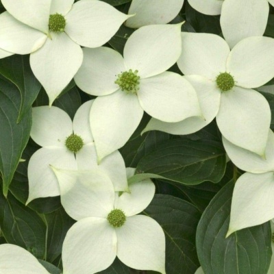 Cornus kousa chinensis