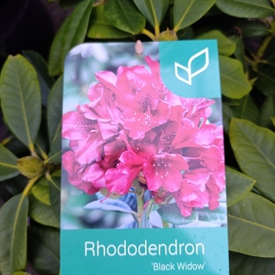 Rhododendron