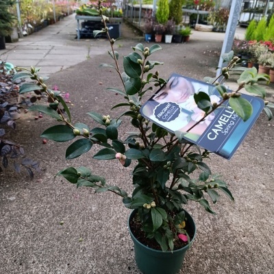 Camélia lutchuensis Perfumada