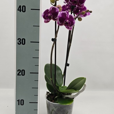 Orquidea Phalaenopsis