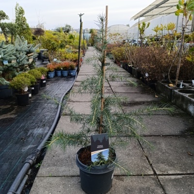 Cedrus Deodara
