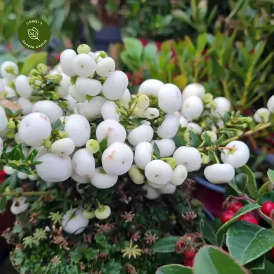 Pernettya - Gaultheria mucronata