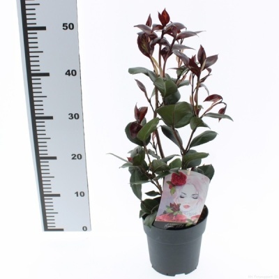 Camélia japônica 'Femme Fatale"