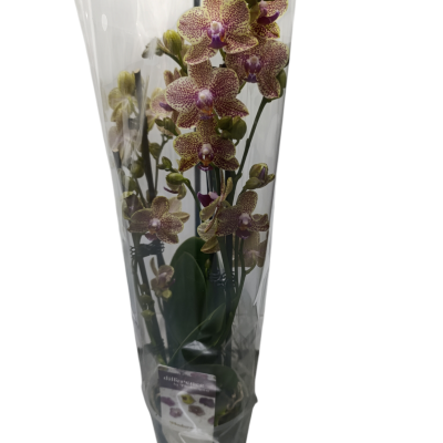 Orquidea Phalaenopsis