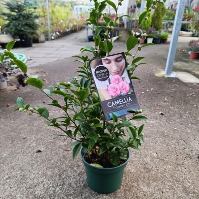 Camélia lutchuensis Perfumada