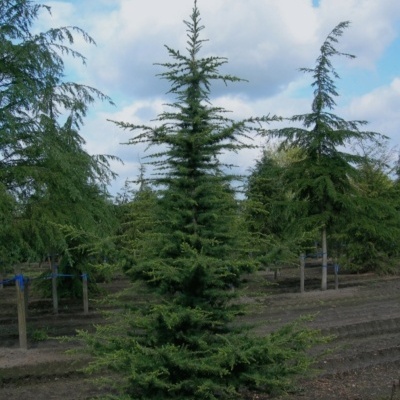 Cedrus libanii