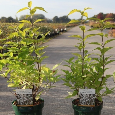 Callicarpa bodinieri Magical SNOWQUEEN