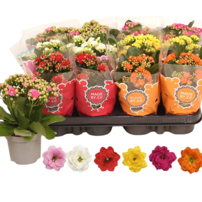 Kalanchoe Calandiva Rosalina