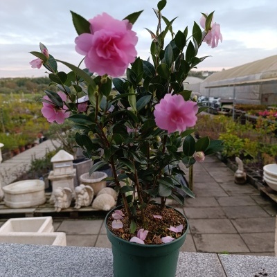 Camellia Sassanqua