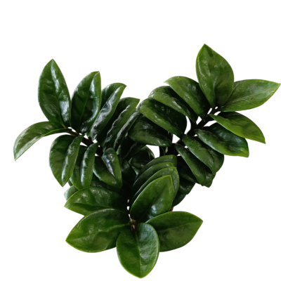 Zamioculca zamifolia