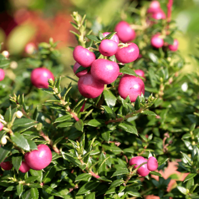 Pernettya - Gaultheria mucronata