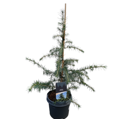 Cedrus Deodara