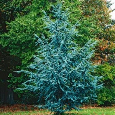 Cedrus Libani Glauca