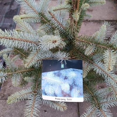 Ramo de planta Picea pung. Edith com agulhas azuladas e etiqueta