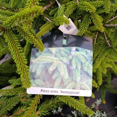 Etiqueta com nome científico Picea orien. 'Aureospicata' em ramo de pinheiro