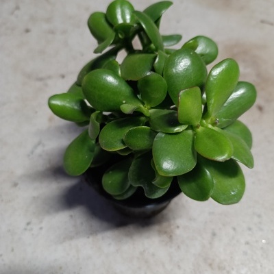 Crassula Ovata