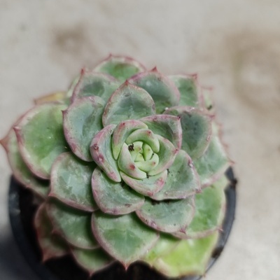 Echeveria chihuahuaensis